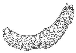 Campylopus pallidus representative growth form, costa cross-section, mid leaf. Drawn from A.J. Fife 9602, CHR 477581.
 Image: R.C. Wagstaff © Landcare Research 2018 